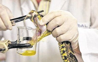 Presidente do CISCO reitera pedido de soro antiofídico para a região do cariri ocidental